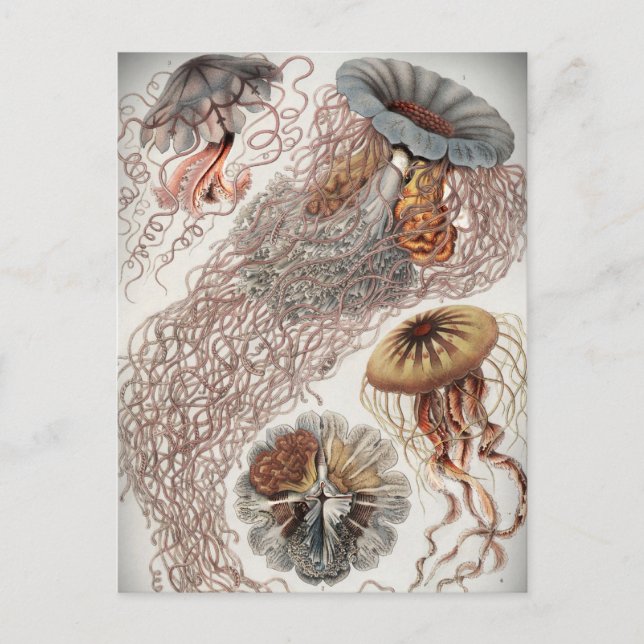 Cartão Postal Geleias (medusa) em cores pastosas (Frente)
