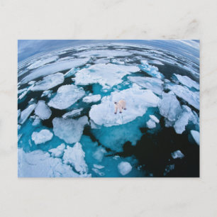 Cartão Postal Gelo e neve Urso Polar, Oceano Ártico, Svalbard