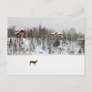 Cartão Postal Gelo e Neve Veado na Neve Quebec, Canadá