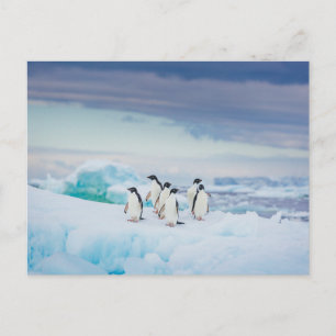 Cartão Postal Gelo & Neve Pinguins Adelie Antártida