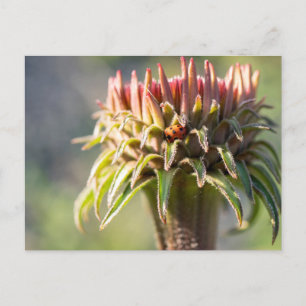 Cartão Postal Gema oculto - Echinacea