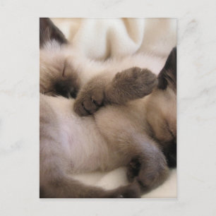 Cartão Postal Gêmeos Acariciam Gato Filhote Siamesa Fofa