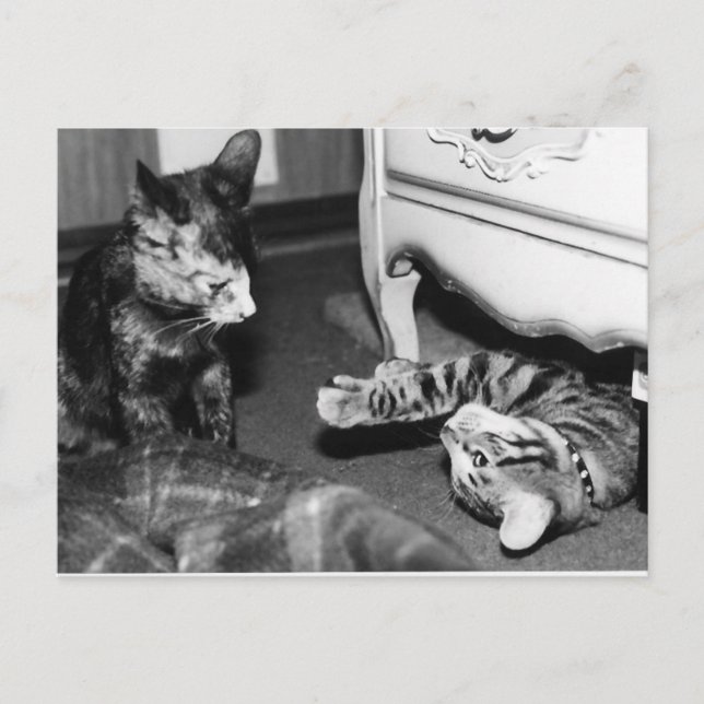 Cartão Postal Gemini e Whisper (Frente)