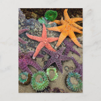 Cartão Postal Gems of the sea