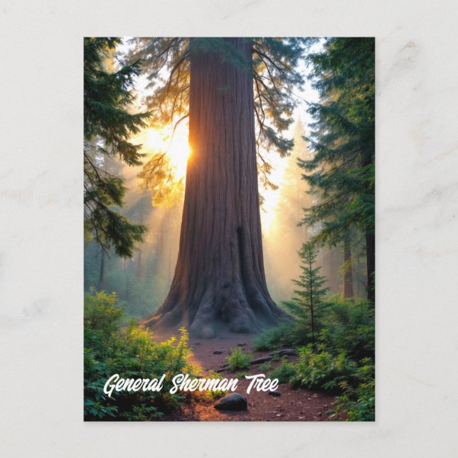 Cartão Postal General Sherman Tree - Califórnia (Frente)