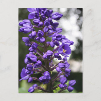 Cartão Postal gengibre azul