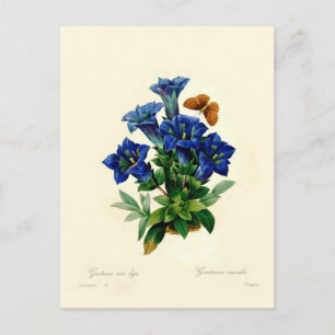 Cartão Postal Gentiana aucalis