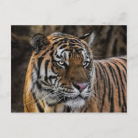 Gentil Tiger Sleek Wildcat Face