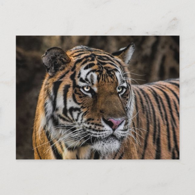 Cartão Postal Gentil Tiger Sleek Wildcat Face (Frente)