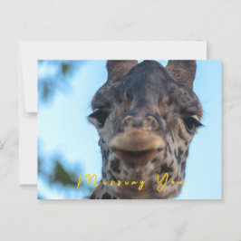 Cartão Postal Gentle Giraffe