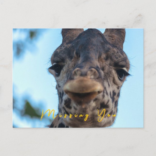 Cartão Postal Gentle Giraffe (Frente)