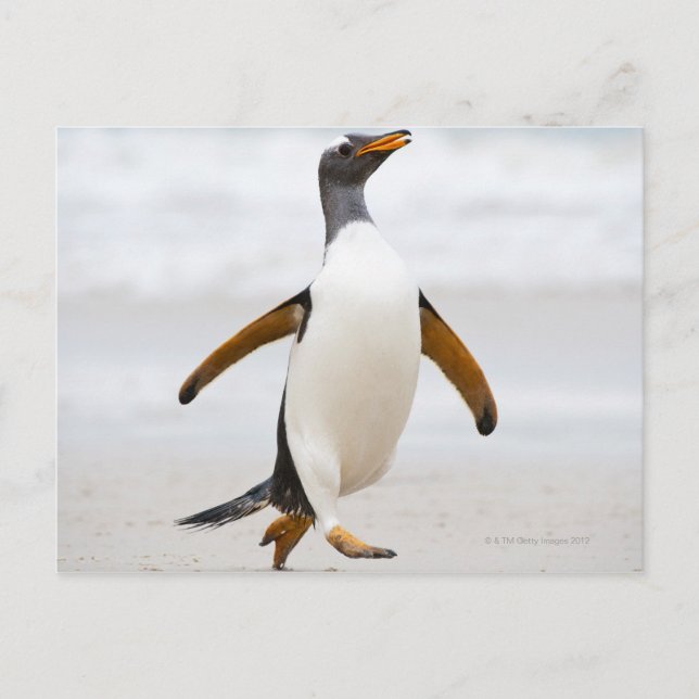 Cartão Postal Gentoo Penguin (Frente)