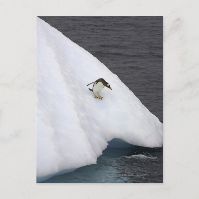 Cartão Postal Gentoo penguin Pygoscelis papua) em pé (Frente)