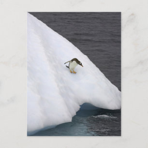 Cartão Postal Gentoo penguin Pygoscelis papua) em pé