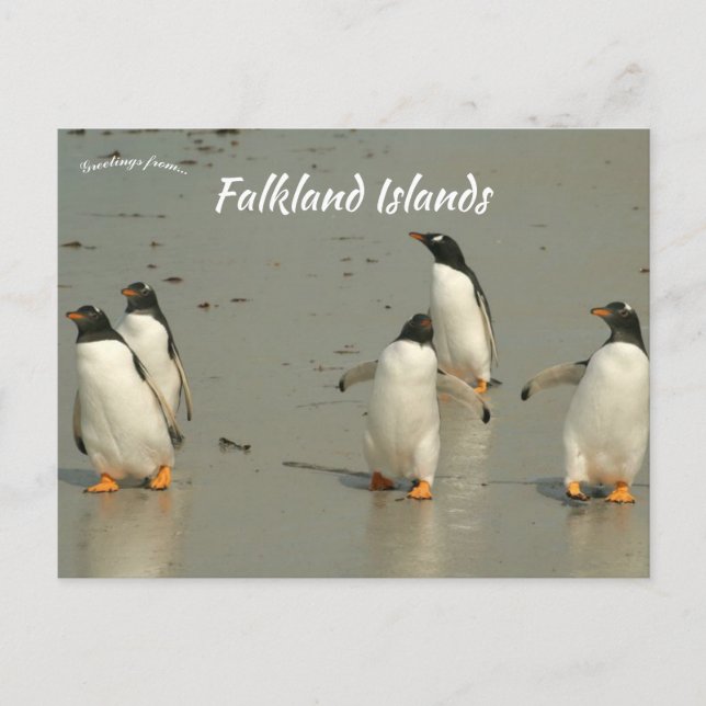 Cartão Postal Gentoo Penguins Berthas Beach Falkland Islands (Frente)