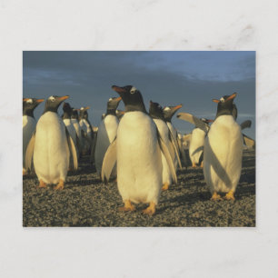 Cartão Postal Gentoo Penguins, (Pygoscelis papua), Falkland