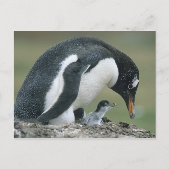 Cartão Postal Gentoo Penuin, (Pygoscelis papua), Falkland (Frente)