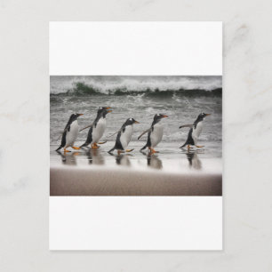Cartão Postal Gentoos na praia