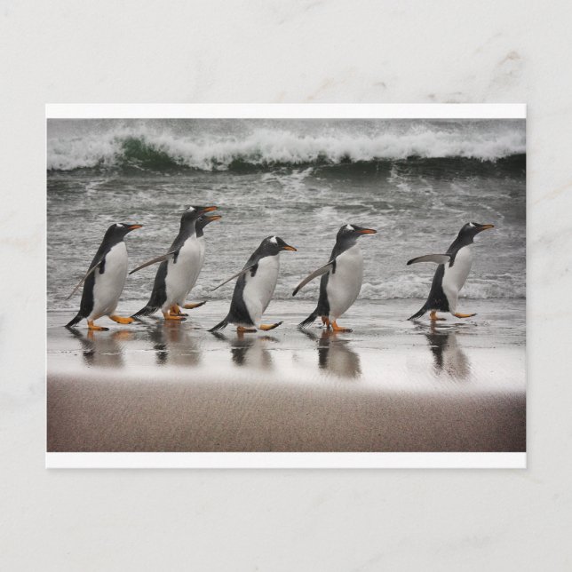 Cartão Postal Gentoos na praia (Frente)