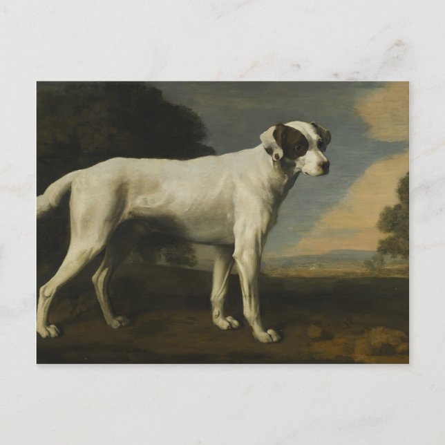 Cartão Postal George Stubbs - Cão Branco de Visconde Gormanston (Frente)