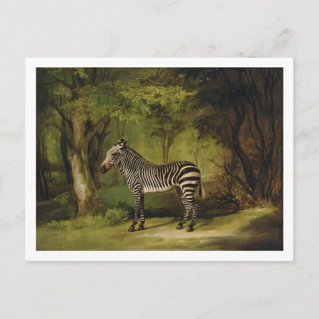 Cartão Postal George Stubbs | Zebra, 1763 (óleo na canvas) (Frente)
