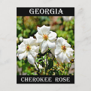 Cartão Postal Georgia Cherokee Rosa 2
