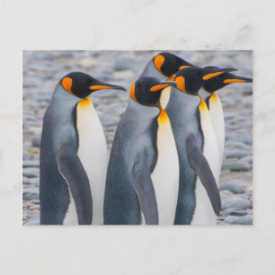 Cartão Postal Geórgia do Sul. Pinguins-reis