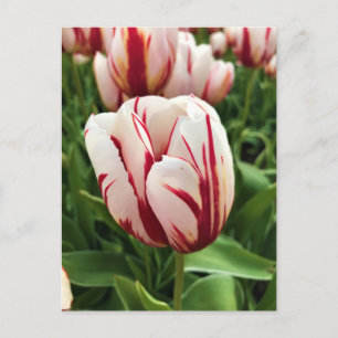 Cartão Postal Geração Feliz Tulipa, Oregon