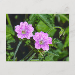 Cartão Postal Gerânios Rosa