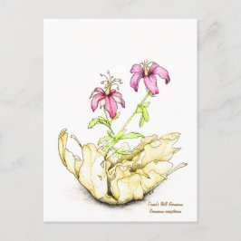 Cartão Postal Geranium wildflower watercolor