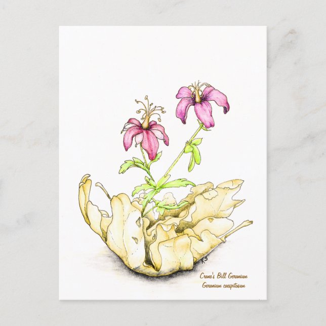 Cartão Postal Geranium wildflower watercolor (Frente)