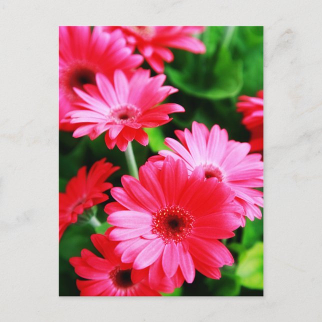 Cartão Postal Gerber (Frente)