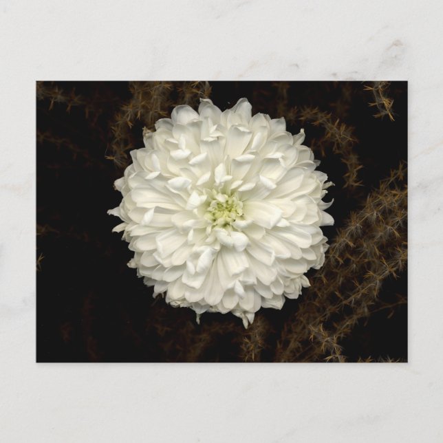 Cartão Postal Gerber Daisy (Frente)