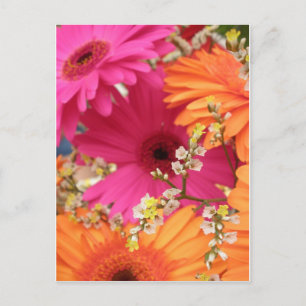 Cartão Postal Gerber Daisy