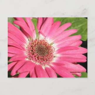 Cartão Postal Gerber Daisy Rosa