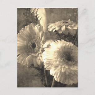 Cartão Postal Gerbera Branca e Amarela e Calla 1 Antigada