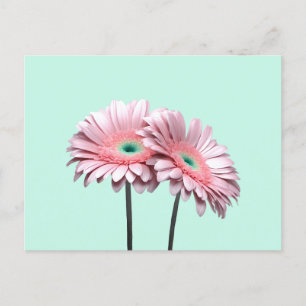 Cartão Postal Gerbera Daisies rosa