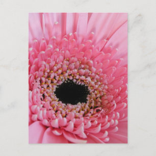 Cartão Postal Gerbera Daisy