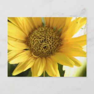 Cartão Postal Gerbera Daisy
