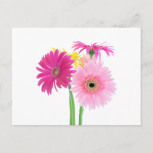 Cartão Postal Gerbera Daisy Flowers