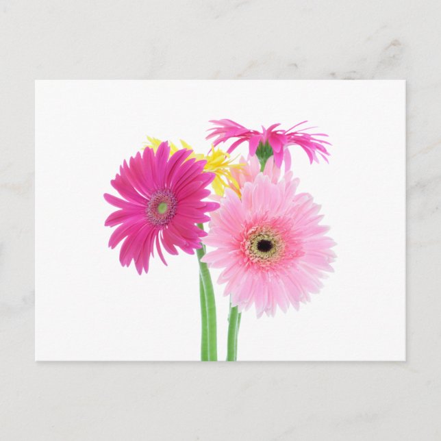 Cartão Postal Gerbera Daisy Flowers (Frente)