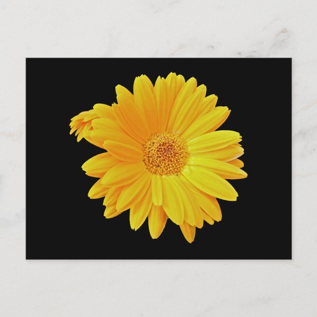Cartão Postal Gerbera Daisy (Gerbera hybrida) - Amarelo (Frente)