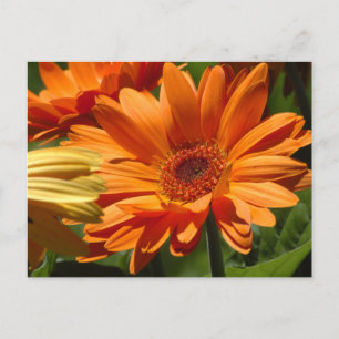 Cartão Postal Gérbera Laranja