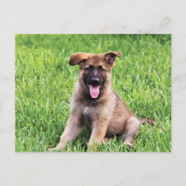 Cartão Postal german shepherd