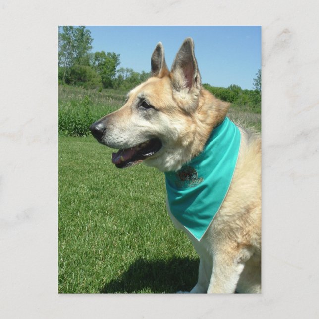 Cartão Postal German shepherd (Frente)