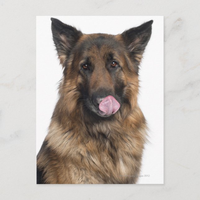 Cartão Postal German shepherd (Frente)