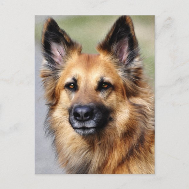Cartão Postal German shepherd (Frente)