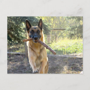 Cartão Postal German shepherd