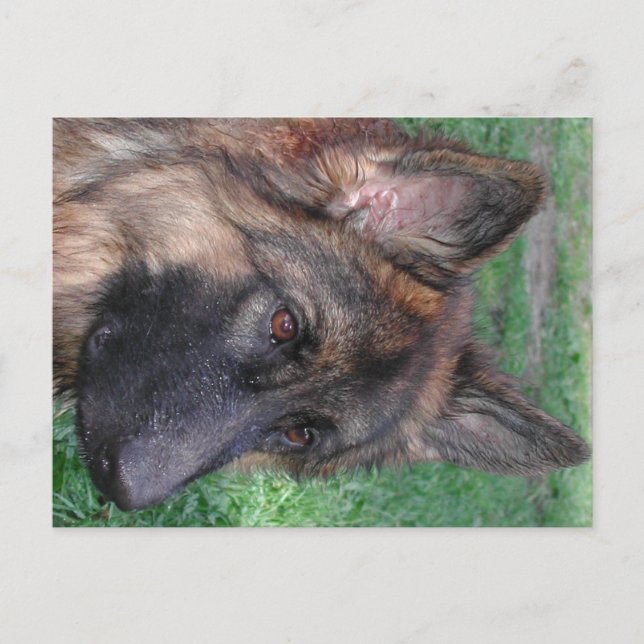 Cartão Postal german shepherd (Frente)