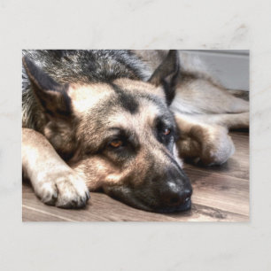 Cartão Postal German shepherd